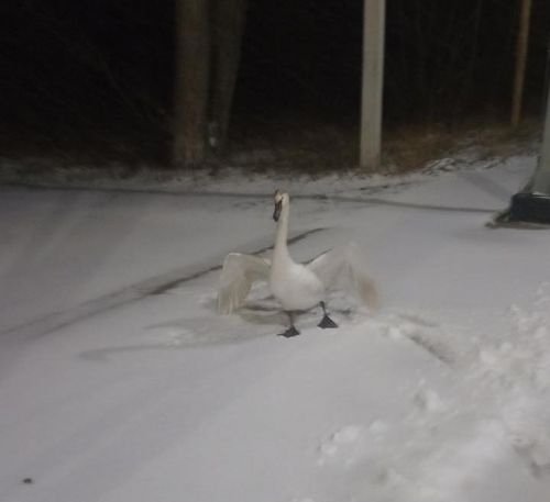 Біля КПП «Дитятки» у Чорнобильській зоні травмувався лебідь