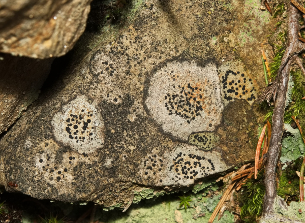 У глибинах Національного природного парку «Синевир» ховається цілий мікросвіт – світ лишайників (фото)