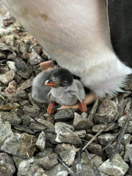 Цими вихідними поблизу «Вернадського» народилося перше пінгвінятко (фото)