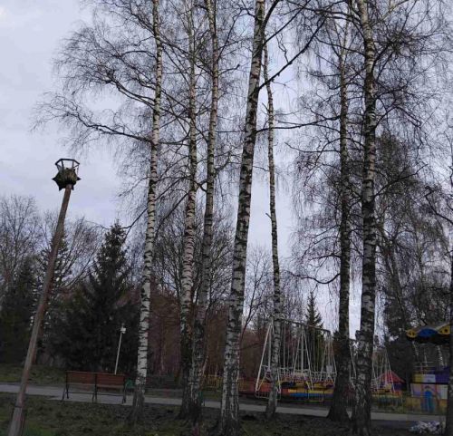 У парку Тернополя зріжуть берези (фото)