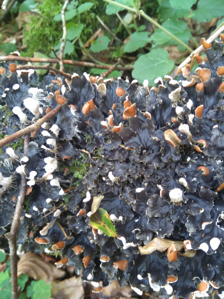 У глибинах Національного природного парку «Синевир» ховається цілий мікросвіт – світ лишайників (фото)