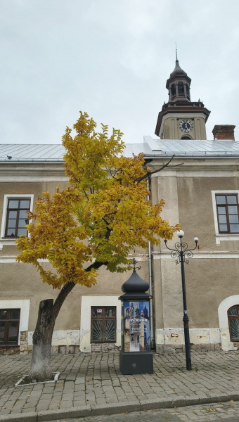 У Бережанах стару магнолію вирішили замінити (фото)