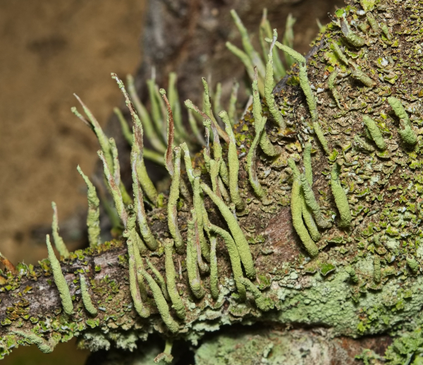 У глибинах Національного природного парку «Синевир» ховається цілий мікросвіт – світ лишайників (фото)