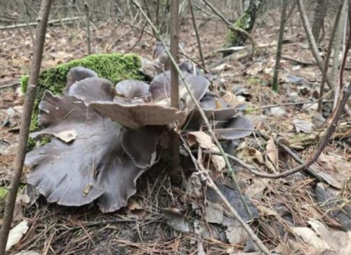 6 грудня жителі Тернопільщини збирають гриби (фото)