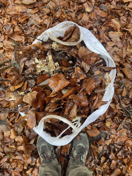 У Кременці створили першу в Україні лабораторію для дослідження ентомофауни ксилотрофних грибів (фото)