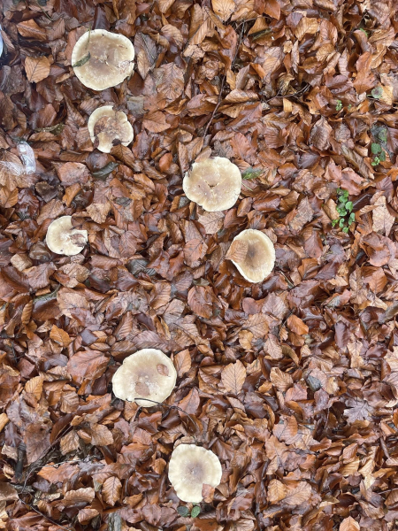 У Кременці створили першу в Україні лабораторію для дослідження ентомофауни ксилотрофних грибів (фото)