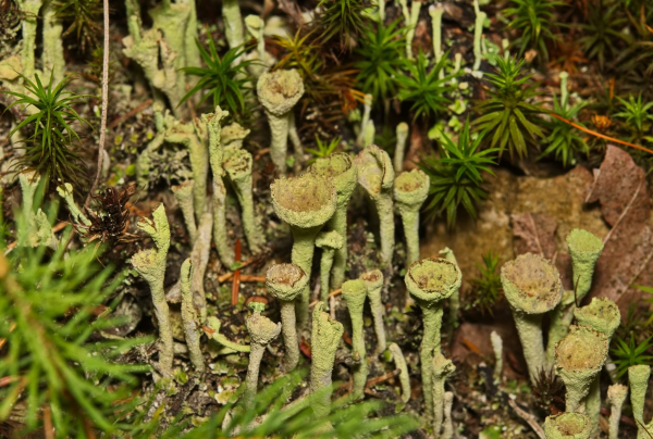 У глибинах Національного природного парку «Синевир» ховається цілий мікросвіт – світ лишайників (фото)