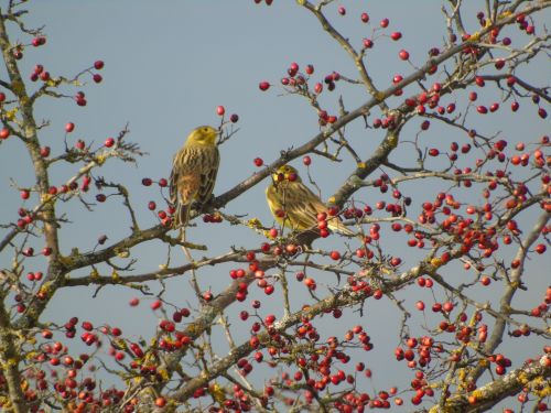 На схилах Дністровського каньйону розпочали зимовий облік птахів та зафіксували рідкісний вид