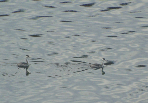 На схилах Дністровського каньйону розпочали зимовий облік птахів та зафіксували рідкісний вид