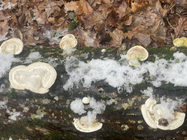 У Кременці створили першу в Україні лабораторію для дослідження ентомофауни ксилотрофних грибів (фото)