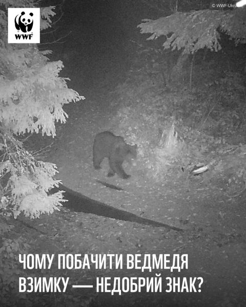 У Карпатах фотопастка зафіксувала рідкісного ведмедя-хижака (фото)