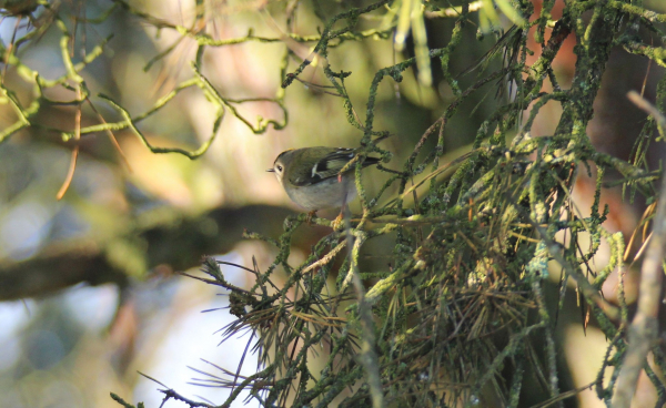 На схилах Дністровського каньйону розпочали зимовий облік птахів та зафіксували рідкісний вид
