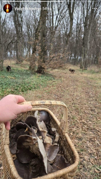 6 грудня жителі Тернопільщини збирають гриби (фото)