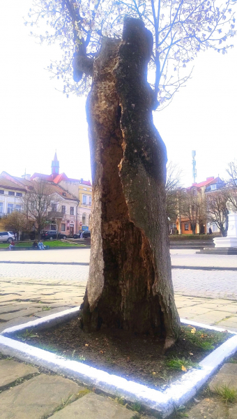 У Бережанах стару магнолію вирішили замінити (фото)