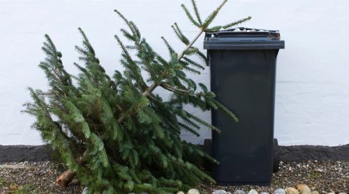 Тернопільські екологи розповіли, що робити з ялинкою після свят