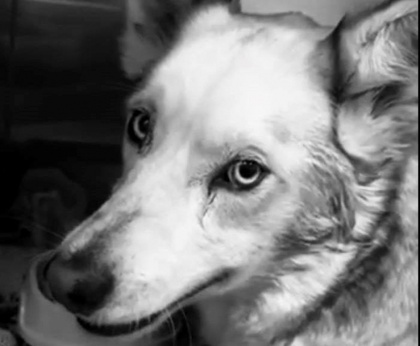 Білочки більше немає: у Бучачі вбили собаку (фото)