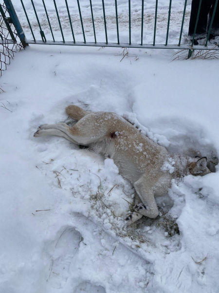 Білочки більше немає: у Бучачі вбили собаку (фото)