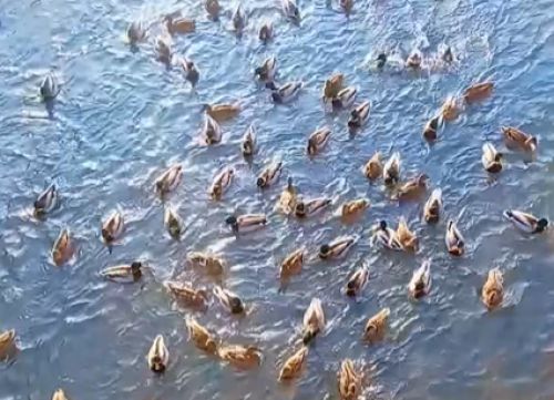 Зимове скупчення качок на Стрипі в Бучачі: чому птахи масово збираються на річці (відео)