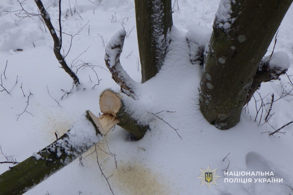У Тернополі виявили незаконну порубку дерев у парку «Здоров’я» (фото)