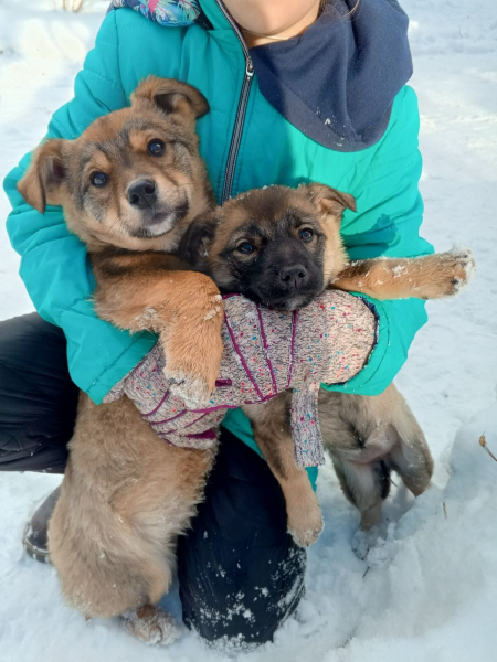 Жителів Тернопільщини просять забрати цуценят, які живуть на вулиці та можуть замерзнути (фото)