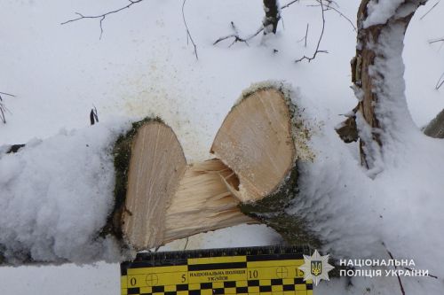 У Тернополі виявили незаконну порубку дерев у парку «Здоров’я» (фото)