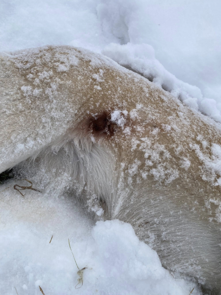 Білочки більше немає: у Бучачі вбили собаку (фото)