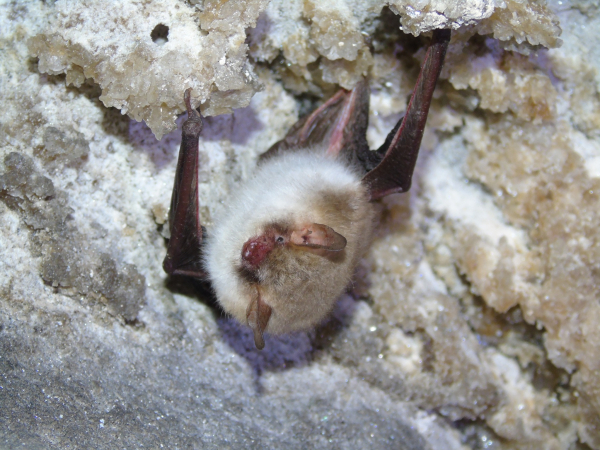 У печерах на Тернопільщині нарахували понад сотню зимуючих кажанів (фото)