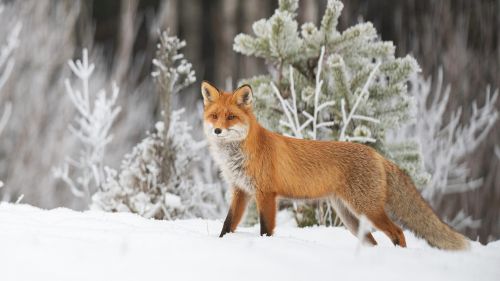 У Великогаївській громаді помітили лисицю: жителів просять перевірити щеплення домашніх тварин
