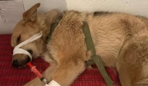 На Тернопільщині врятували та прилаштували собачку, якій не давали шансів на життя (відео)