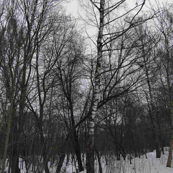 У тернопільських парках видалятимуть аварійні дерева (фото)