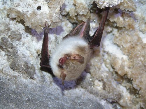 У печерах на Тернопільщині нарахували понад сотню зимуючих кажанів (фото)