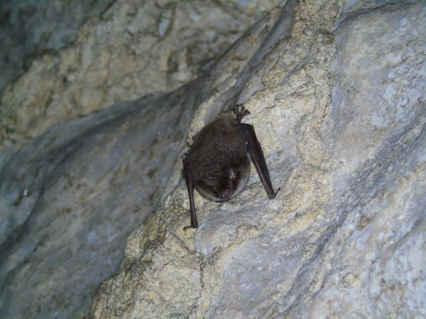 У печерах на Тернопільщині нарахували понад сотню зимуючих кажанів (фото)