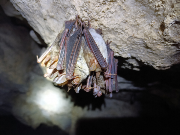 У печерах на Тернопільщині нарахували понад сотню зимуючих кажанів (фото)