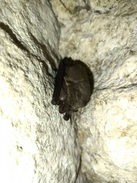 У печерах на Тернопільщині нарахували понад сотню зимуючих кажанів (фото)