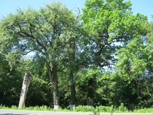 «Дуби Тараса Бульби» на Тернопільщині отримали статус ботанічної пам’ятки