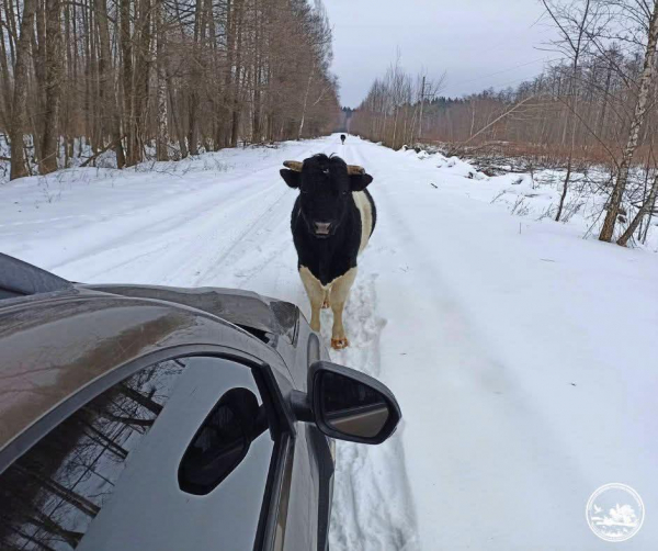 Живуть за власними законами: у Чорнобильському заповіднику зустріли здичавілих корів (фото)