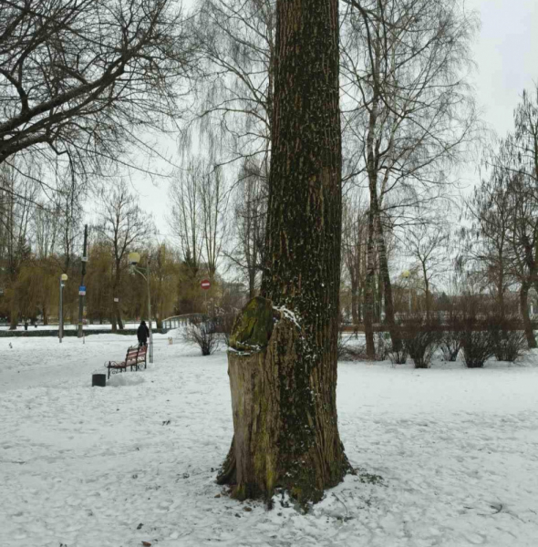У тернопільських парках видалятимуть аварійні дерева (фото)