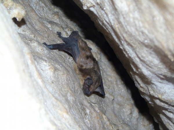 У печерах на Тернопільщині нарахували понад сотню зимуючих кажанів (фото)
