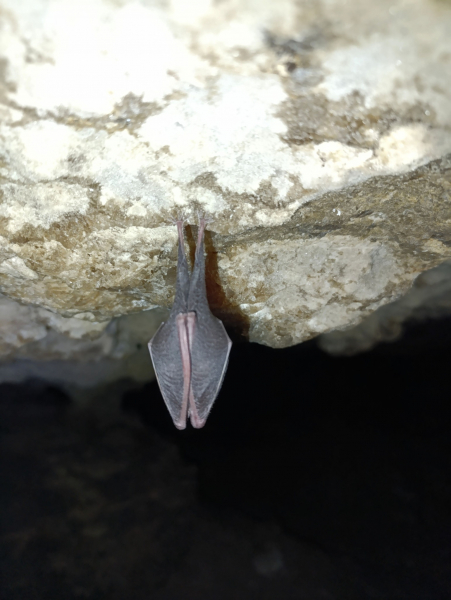У печерах на Тернопільщині нарахували понад сотню зимуючих кажанів (фото)