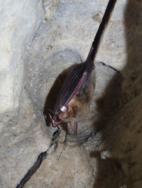 У печерах на Тернопільщині нарахували понад сотню зимуючих кажанів (фото)