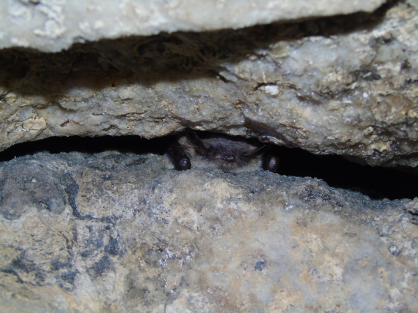 У печерах на Тернопільщині нарахували понад сотню зимуючих кажанів (фото)