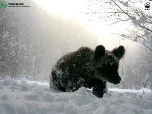 Клишоногі не сплять: у Карпатах ведмеді прокинулися серед зими та заходять до сіл (відео)