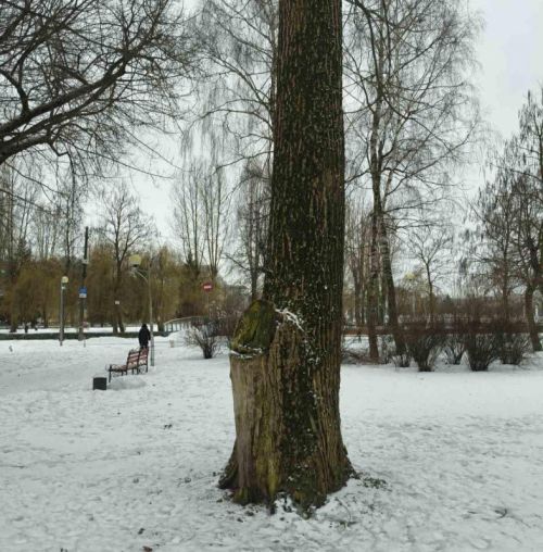 У тернопільських парках видалятимуть аварійні дерева (фото)
