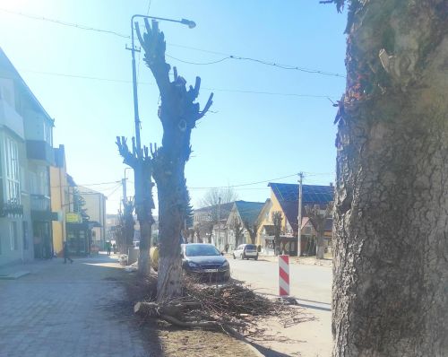 У Підволочиську по-варварськи обрізали дерева — залишилися лише стовбури (відео)