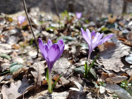 Рідкісний вид шафрану розквітнув у заповіднику на Тернопільщині