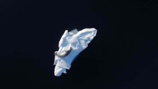 До Всесвітнього дня води опублікували фото, яким різним її колір може бути в Антарктиці