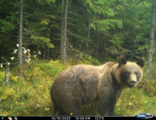 Дикий фотопарад: тварини нацпарку «Бойківщина» потрапили в об’єктив фотопасток (фото)