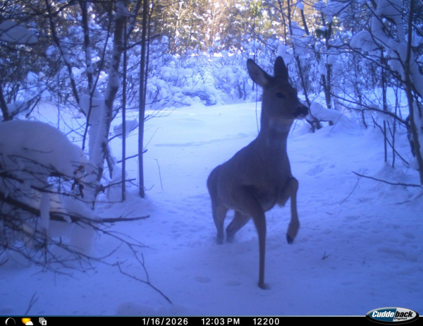 Дикий фотопарад: тварини нацпарку «Бойківщина» потрапили в об’єктив фотопасток (фото)