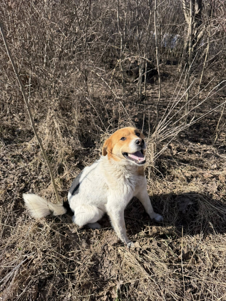 Собака залишається один в полі, без жодного укриття: на Тернопільщині просять прилаштувати тварину (фото)
