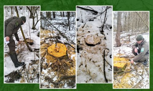 У Вишнівецькій громаді незаконно зрубали 35 дерев на понад 151 тисячу гривень